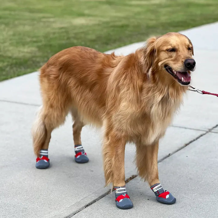 PaTerra Expedition Dog Shoes