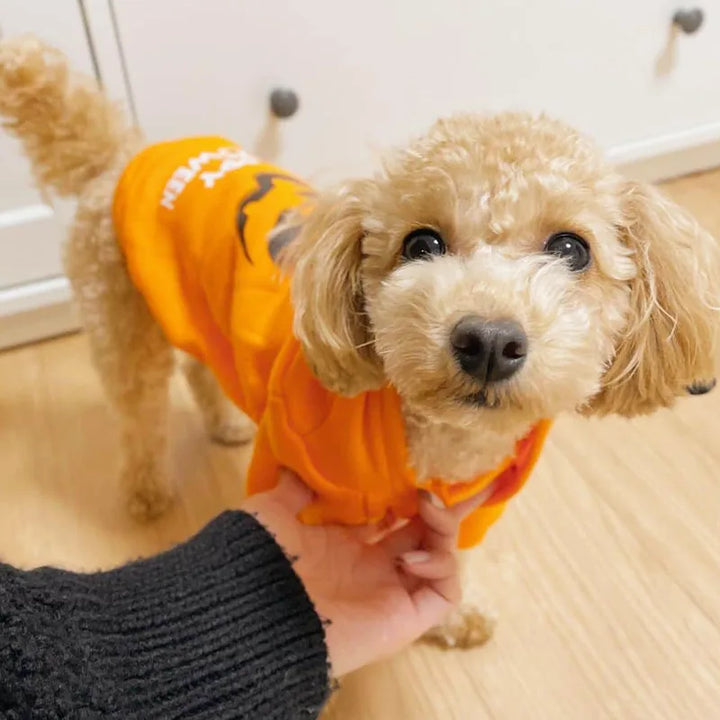 Pumpkin Patch Pet Hoodie