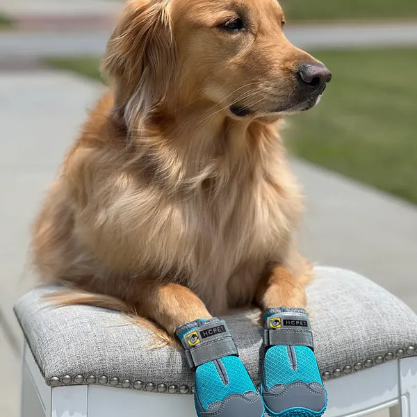 PaTerra Expedition Dog Shoes