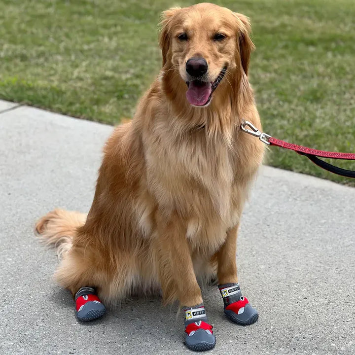 PaTerra Expedition Dog Shoes